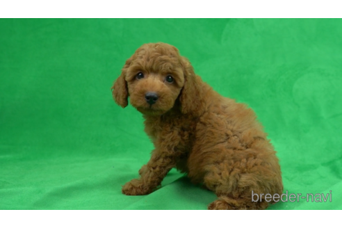 成約済の東京都のトイプードル-154178